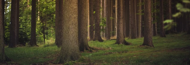 VIESSMANN NUOVE CALDAIE BIOMASSA