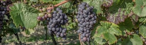Riscaldamento Azienda Vitivinicola: le Cantine Tommasi