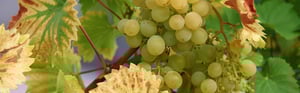 Processo di produzione del vino: come ridurre i costi?