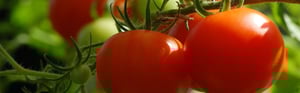 Riscaldamento serre agricole: riqualificazione energetica a Cuneo