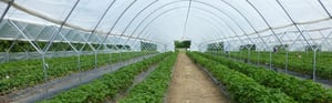 Riscaldamento serre agricole ad alta efficienza