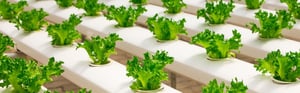 Riscaldamento serre agricole ai fini della termotecnica